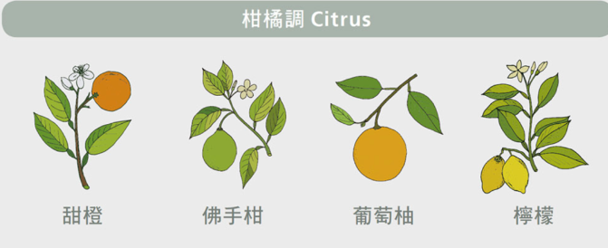 香水知識入門：在香水中前中後調分別意味著什麽？該怎麽樣分別香水的前中後調