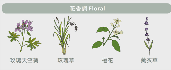 香水知識入門：在香水中前中後調分別意味著什麽？該怎麽樣分別香水的前中後調